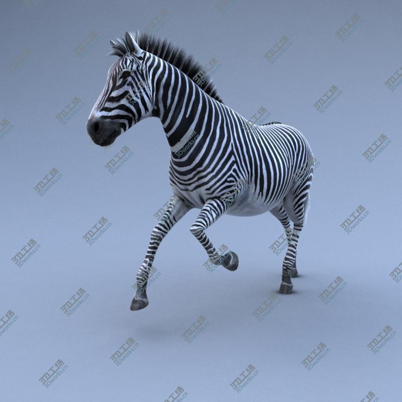 images/goods_img/202104093/Zebra RIGGED/3.jpg